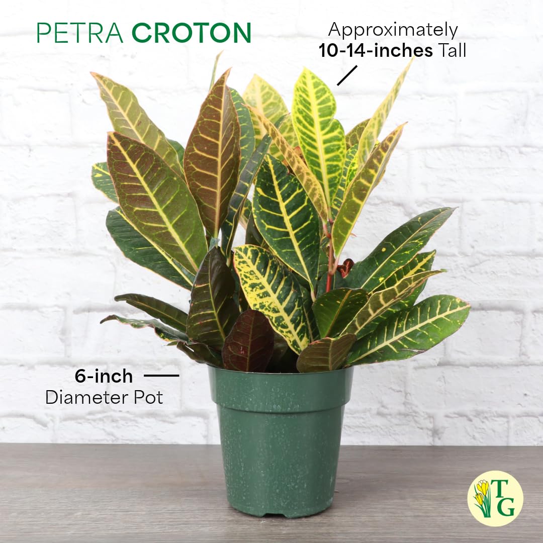 Thorsen's Greenhouse Live Petra Croton Plant, Codiaeum Variegatum, Colorful Foliage, Live Indoor Houselant (Nursery Pot, 6-inch Pot)