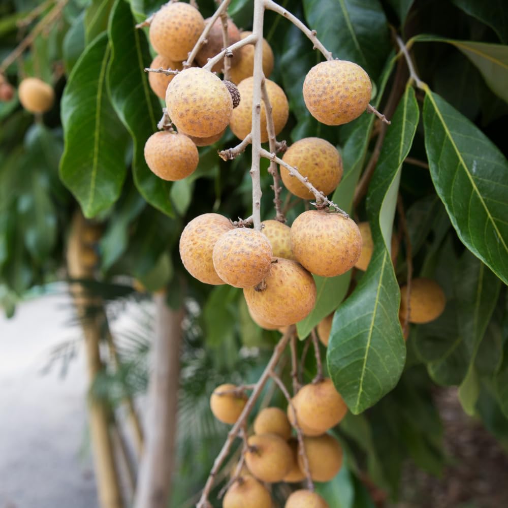 Longan Tree Live Plant, Longan Fruit Tree, 4 Inc Pot, 6 to 8 Inc Tall, Sweet Tropical Fruit for Backyard and Garden