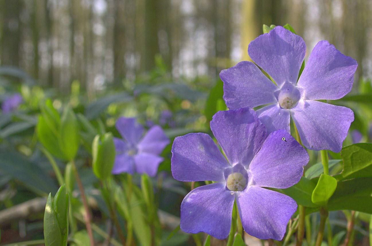 50 Plants Vinca Minor Hardy Perennial Ground Cover