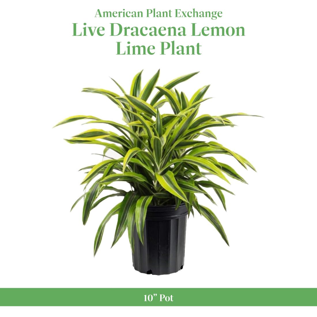 American Plant Exchange Dracaena Lemon Lime – 3-Gallon with Pot – Live Indoor/Outdoor Air Purifying Plant, Vibrant Green Foliage for Home, Office, or Patio Decor