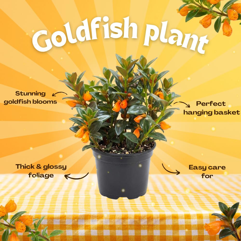 Goldfish Plants Live in 4 Inches Pot, Orange Goldfish Flower Plant, Live Houseplants Succulent for Hanging Basket, Well Rooted, 4-7 Inches Tall
