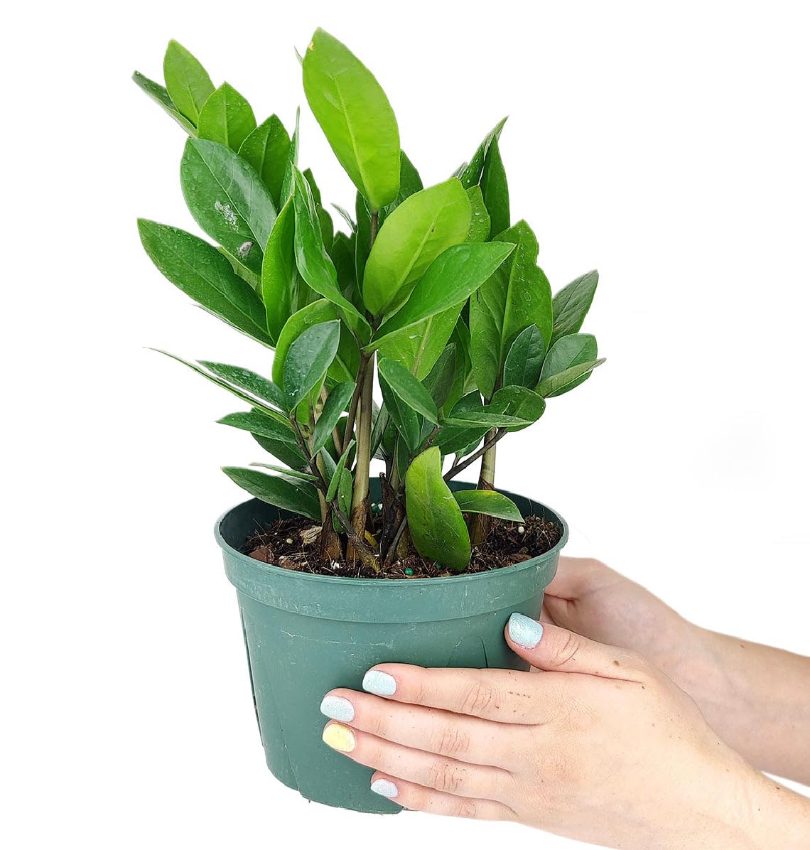 ZZ Plant (6 inch) - Lucky Houseplants - 4/6 inch Unique Live Decorative Houseplants - Easy to Care Indoor Plants, Perfect for Office, Home & Feng Shui Decor