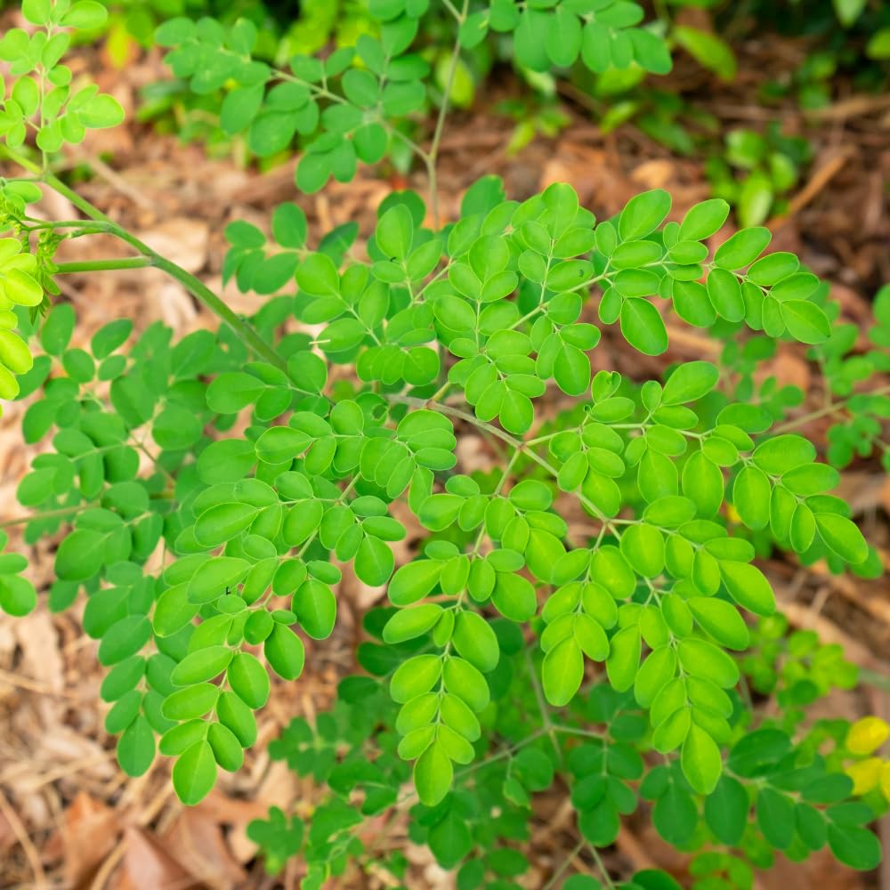 2PPP Moringa Tree Plant Live, Moringa Oliefera Plant, Well Rooted, 4-7" in Height in 4" Pot for Growing
