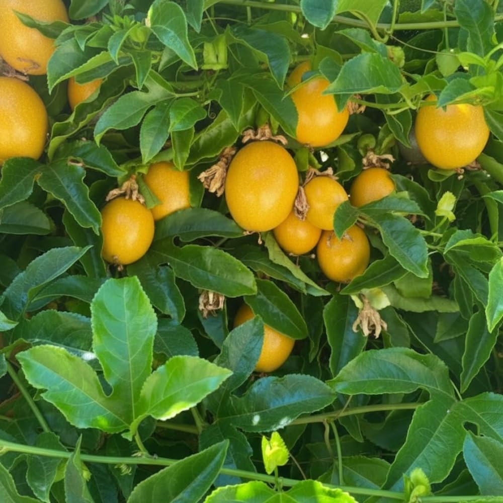 Passion Fruit Plant Live, Passion Fruit Tree Live Plant, 5 to 7 Inches Tall, Sweet Tropical Fruit Vine, Passionfruit Plants for Outdoor Garden (Yellow)