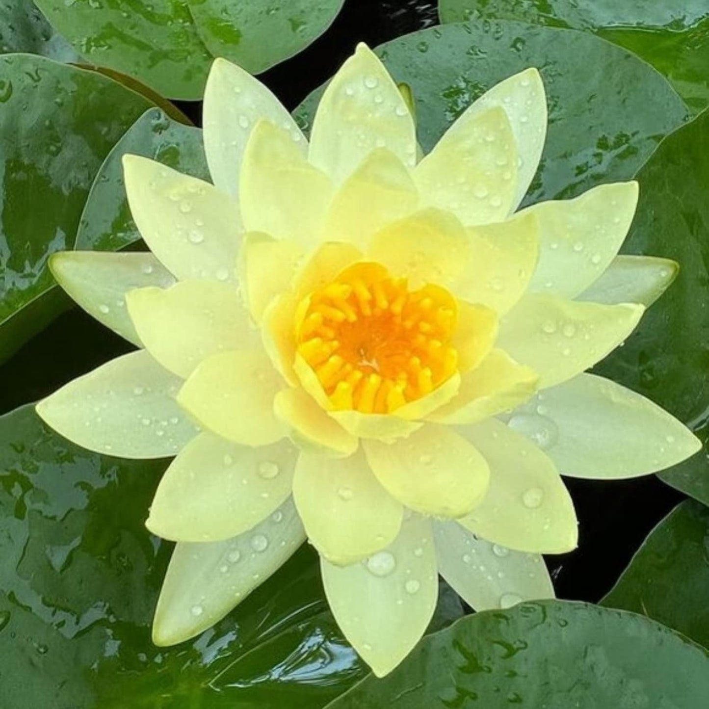 3 Pre-Grown Hardy & Tropical Waterlilies Rhizomes Live Tuber in Yellow, Red, Blue Flower for Indoor-Outdoor Pond Decoration