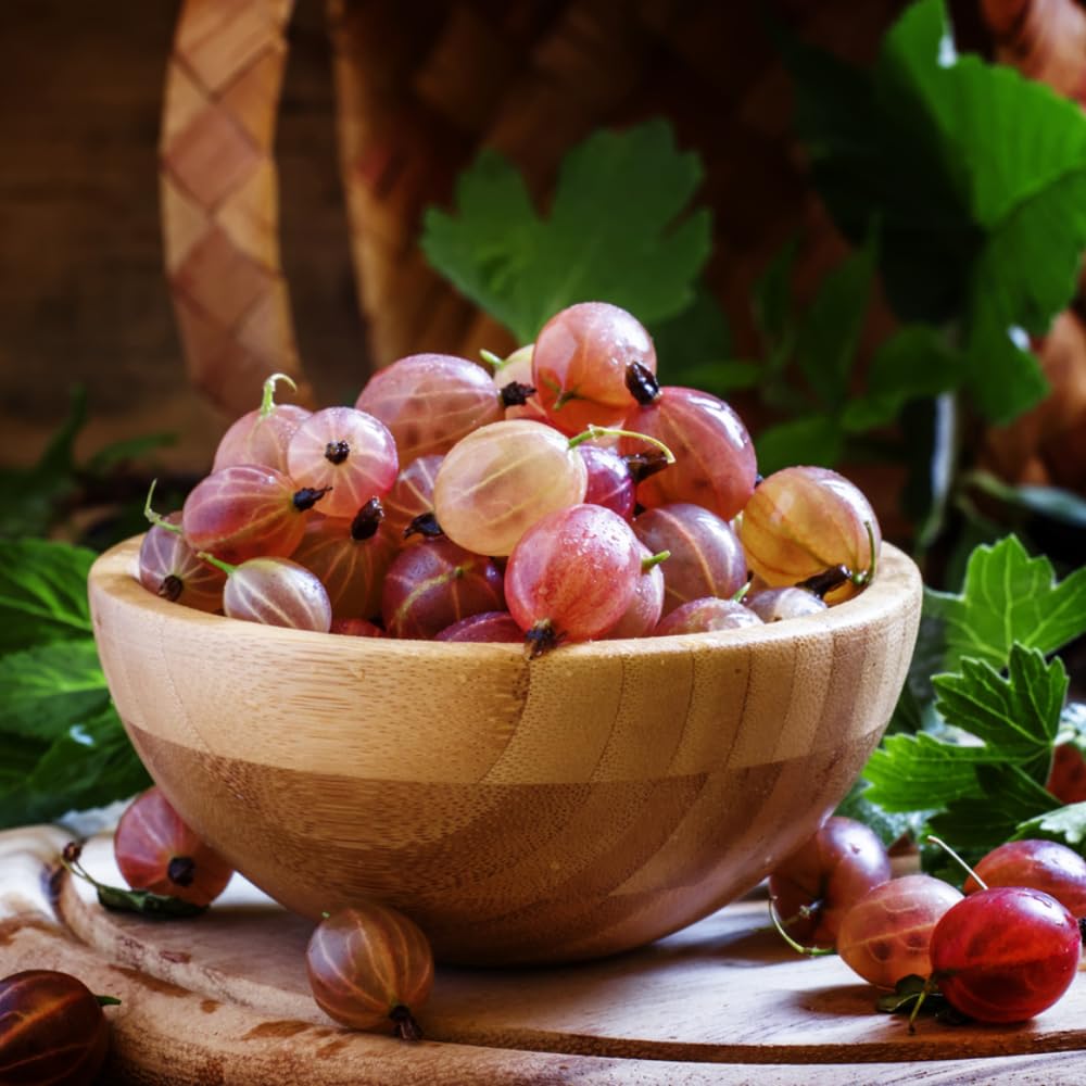 Gooseberry Tree Plant Live, Gooseberry Bush Live Plant, Fully Rooted 5-9 Inch Tall, Gooseberry Plant Live for Planting Outdoors