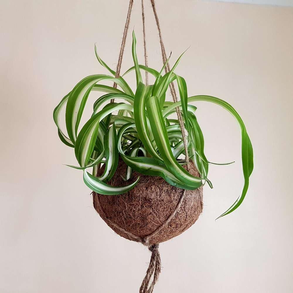 Spider Plant Bonnie Live Plant for Indoor | Different Houseplants in 4'' & 6'' Pot | Real House Plant for Living Room, Office, Desk & Bathroom | Chlorophytum Comosum | Airplane Ivy