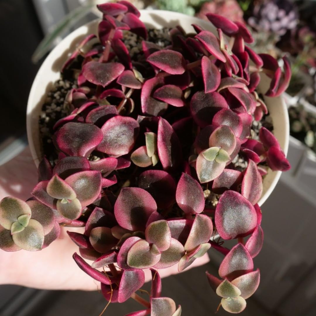 Calico Kitten Succulent Live in 4 Inch Pot | Pink Variegated Trailing Plant | Great for Window Ledges, Office Corners, and Compact Plant Displays