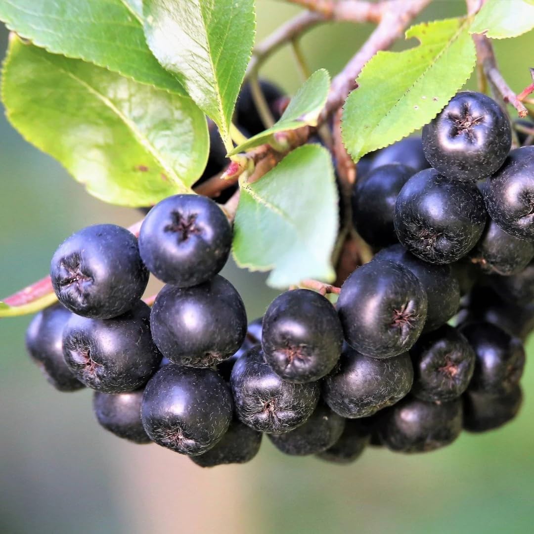 1 Year Old Black Chokeberry Live Plant 1-2 Feet Tall, Dormant, Cold Hardy Aronia Berry Bush for Orchard Landscaping, Chokecherry Plant Like