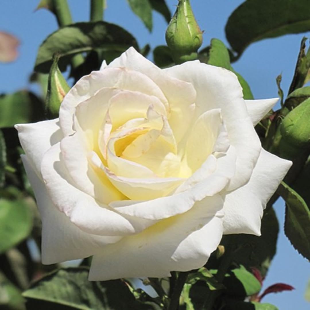 Rose Plant Live, Fragrant Heirloom Flower Bush, 5-10 Inch Tall, Grows as Climbing or Shrub for Outdoor Garden, No Pot (White Rose)