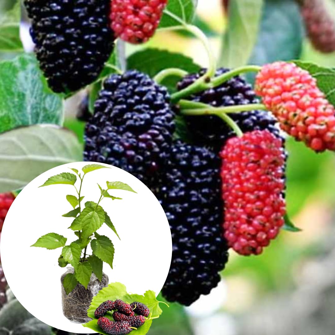 Dwarf Mulberry Tree Live Plant for Planting 5 to 8 Inch Tall, Everbearing Mulberry Bush Live Plant, Mulberry Plant Live, Mulberries Fruit