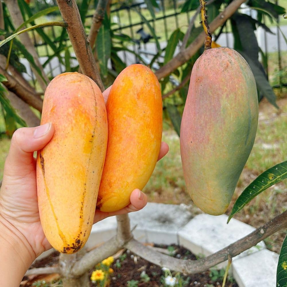 Long Mango Tree 2-3ft Tall in 3 Gallon Pot for Outdoor Planting, Mango Plant Live, High Yield Tropical Fruit Tree, No Ship to CA