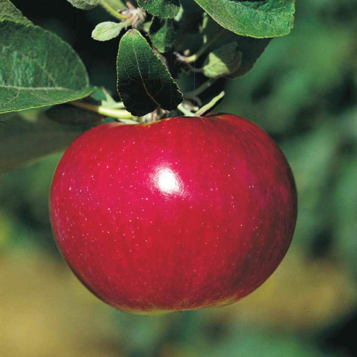 GURNEY'S - McIntosh Apple Fruit Tree, Dormant Bare Root Starter Tree, 1-Pack - Due to State restrictions Can't Ship to Montana