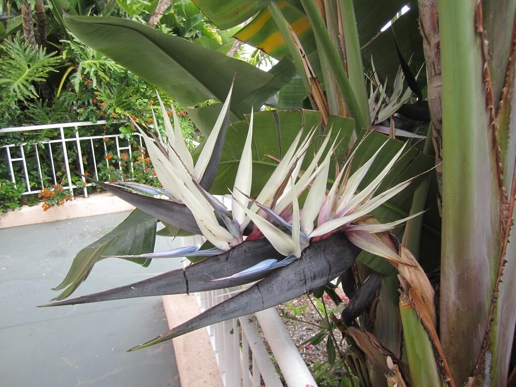 Live Plant - Giant Whitebird of Paradisestrelitzia Nicholairooted Plant10-12 Inches Tall