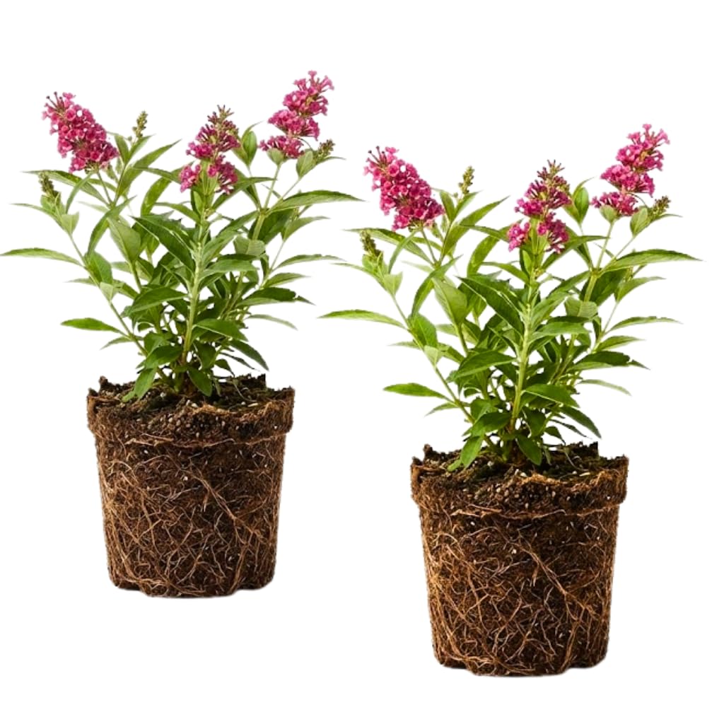 2 Butterfly Bush Live Plant – Raspberry Buddleia | 4 Inch Tall Flowering Shrub | Long Blooming, Fragrant Flowers for Garden Beds & Borders