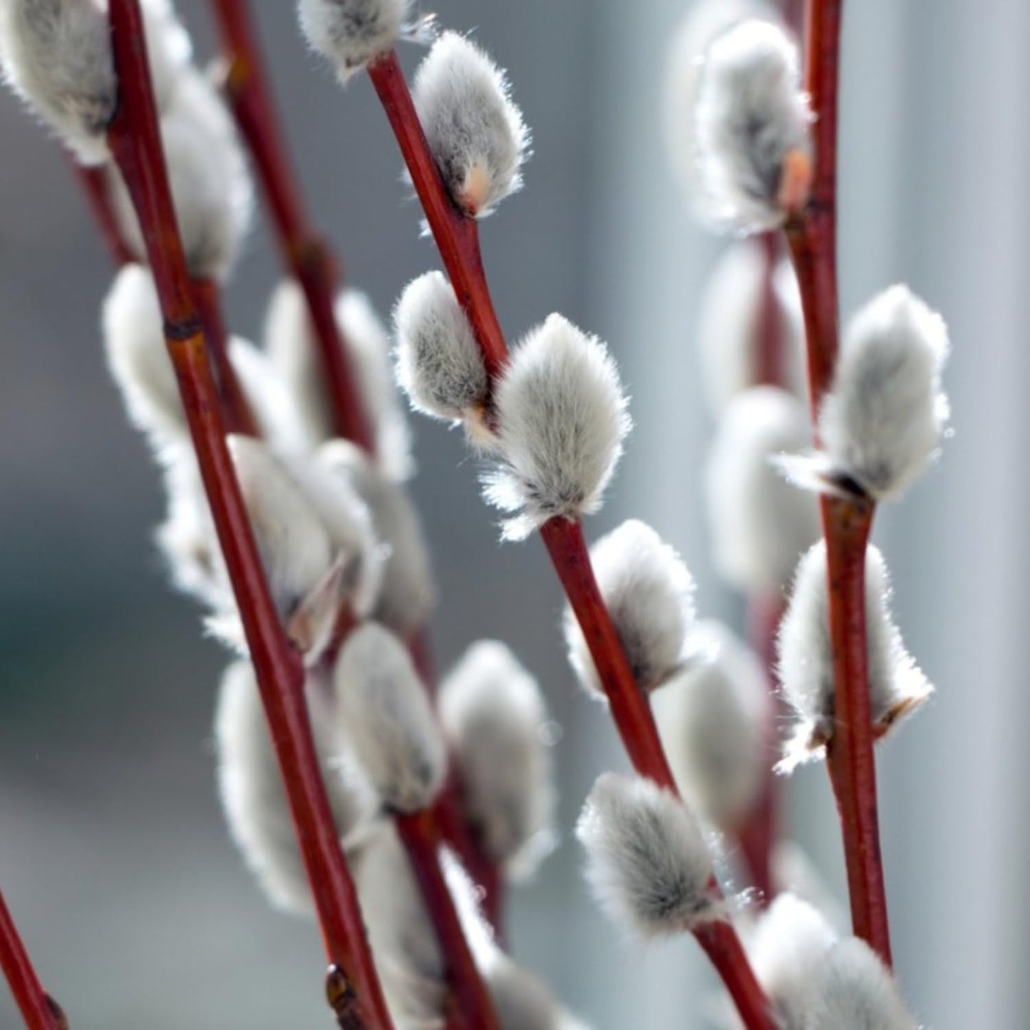 Pussy Willow Live Plant, 6-12 Inch Tall Shrub in 2.5 Inch Pot, Hardy Willow Tree for Spring Blooms and Garden Borders