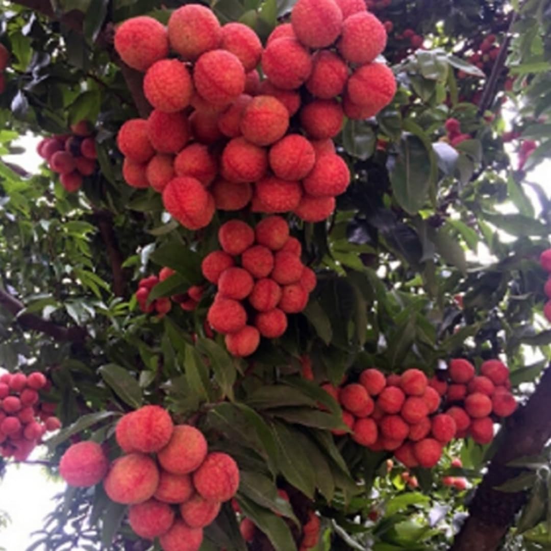 Lychee Fruit Tree Plant, 4 Inc Potted, Lychee Plant Live Sweet Fruit Plant