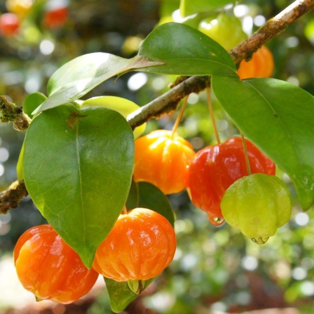 Surinam Cherry Live Plant | 2.5–3 Ft Cherry Tree | Well Rooted | Sweet-Tart Small Fruit Tree for Patio, Garden, or Container | No Ship to CA,HI,AK