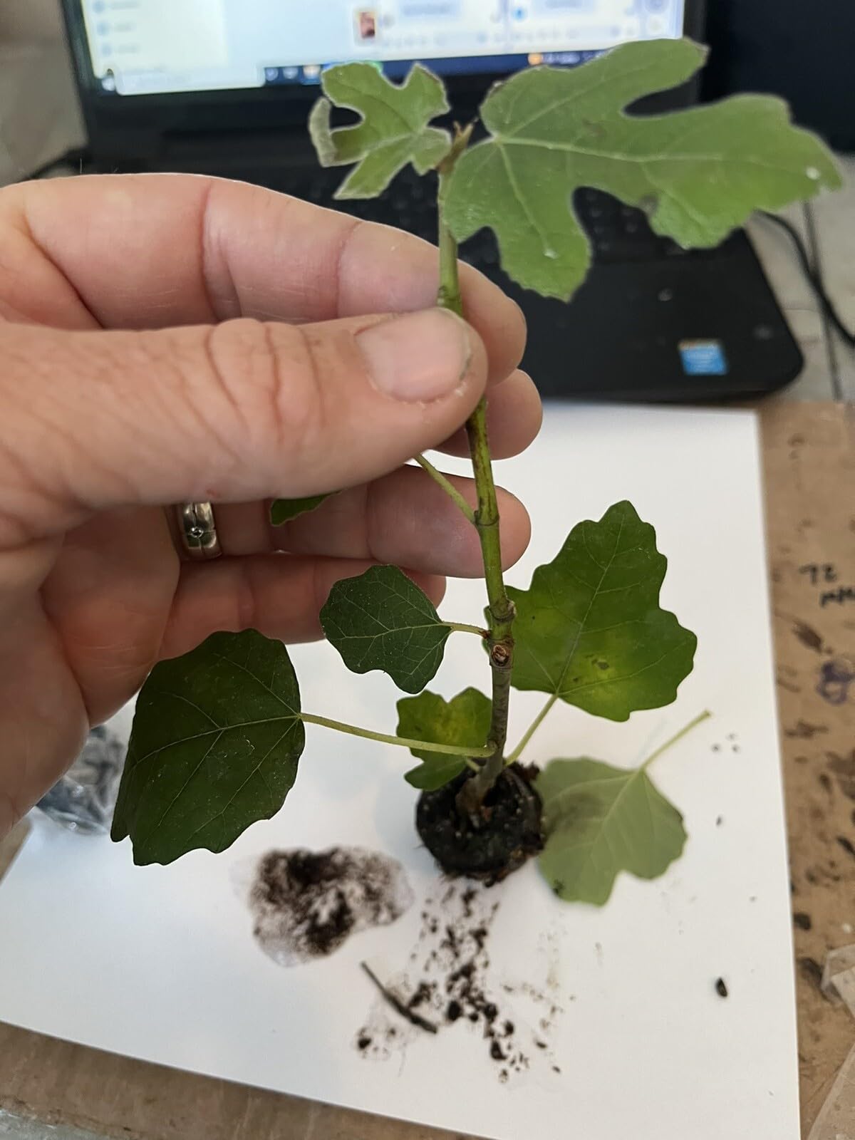 Live Plant - Fig Tree “Fignomenal” New Dwarf Variety