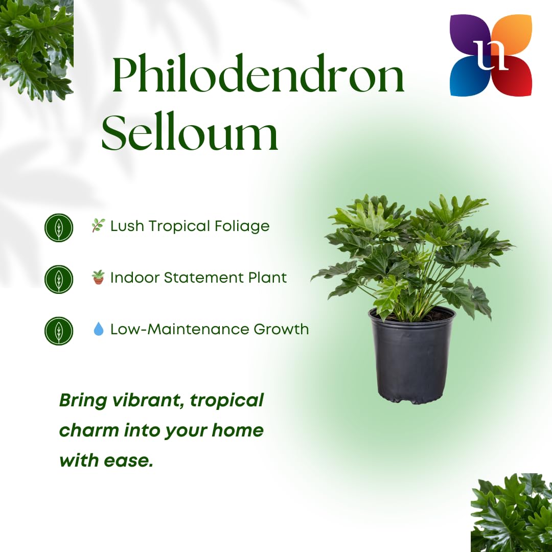 United Nursery Philodendron Selloum Live Plant 26-32 inches Tall Live Indoor Tree Philodendron 10 inch Plant Pot Large Air Purifying Floor Plant for Office, Patio or Home Decor