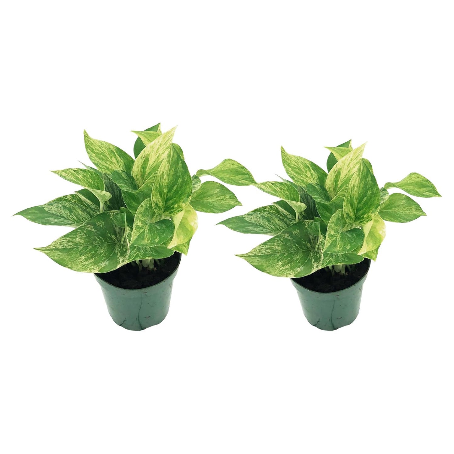 Live Pothos Plant - Epipremnum aureus ‘Marble Queen Pothos’ - ragnaroc Tropical Plant 5-8” Tall - 2ct Live Arrival Guaranteed - Low Maintenance House Plants for Home Decor & Gift