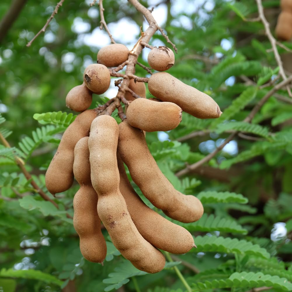 Tamarind Tree Live Plant, 3 Gallon, 4-5 Feet Tall, Live Tamarind Tree, Tropical Fruits Tree, No Ship to CA