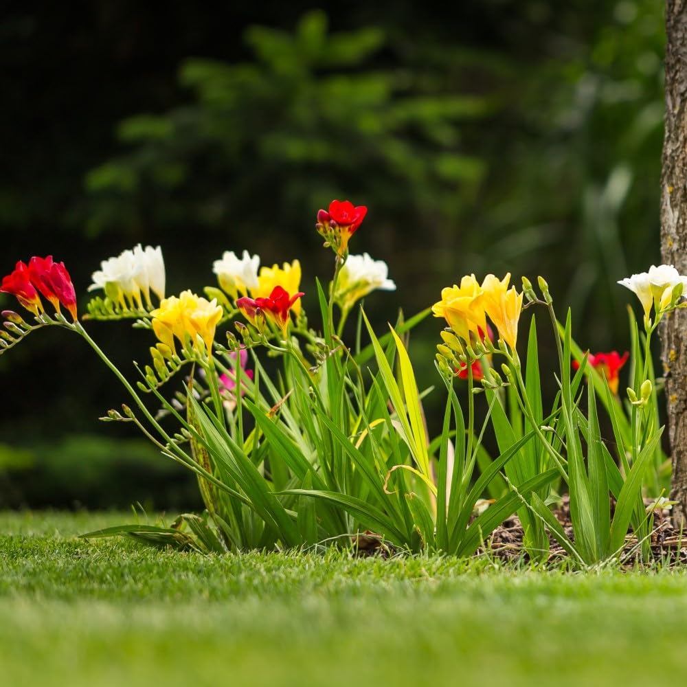 Amazing Deal - 30 Freesia Mixed Perennial Flower Bulbs - Vibrant, Variety Colorful, Fragrant Flower Perfect for Gardens - Easy to Grow - Attracts Butterflies, Bees & Hummingbirds