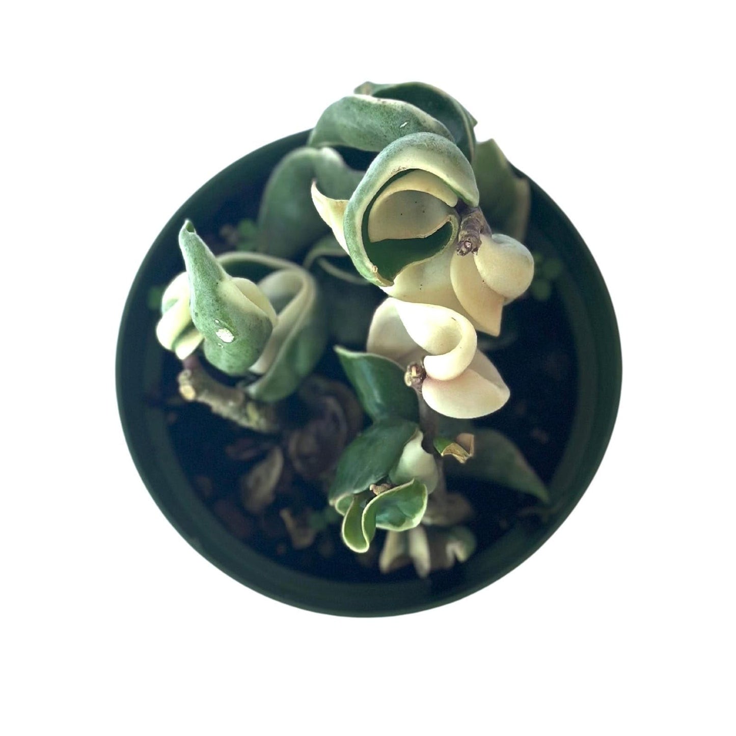 Live Plant Hoya Compacta Hindu Rope Variegated – 4” – Unique Trailing Houseplant with Twisted, Cream-Edged Foliage – Easy Care Indoor Plant (Heat Pack Included)