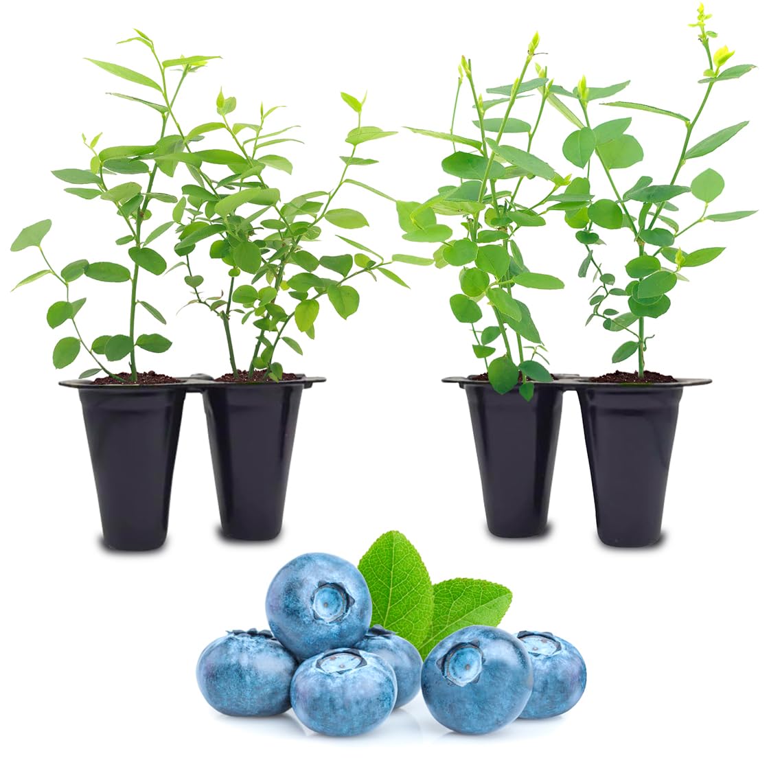Blueberry Plant Biloxi (4 Pack) Live for Sale | Easy to Grow Plants | Edible Fruit Plant for Sustainable Living | Grow Your own Food on Your Edible Organic Garden| Live for Planting| No Seeds