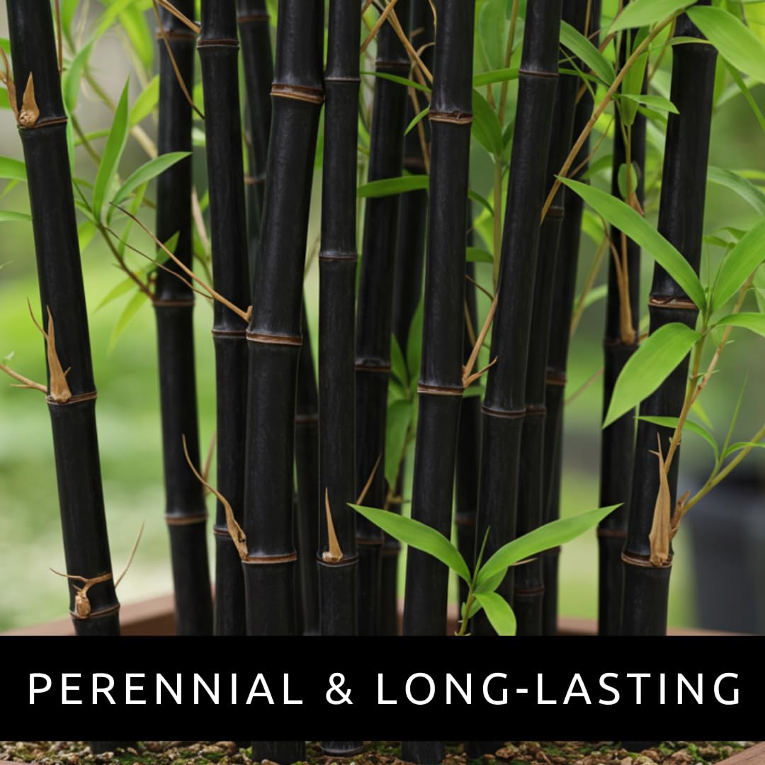 1,000+ Fresh Black Bamboo Seeds for Planting – Fast Growing Privacy Screen Plant, Exotic Dark Stem Ornamental Grass for Outdoor Garden, Backyard Fence Line, Windbreak & Landscape Design