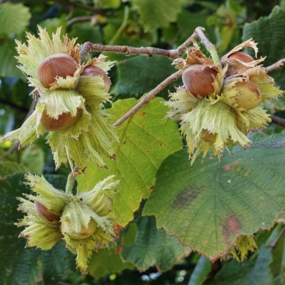 American Hazelnut Tree Live Plant, 2-3 Feet Tall, Edible Hazelnut Tree Plant in 3 Gallon Pot, No Shipping CA