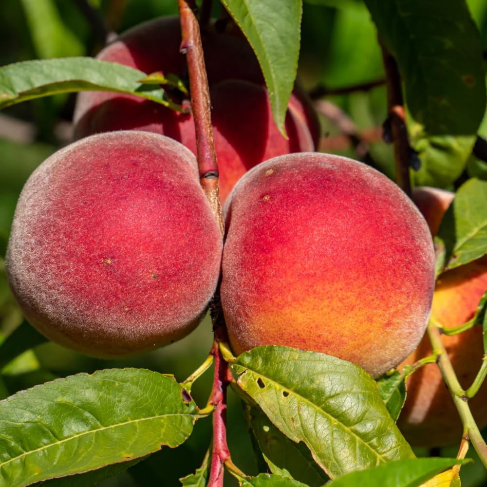 Grafted Peach Tree Live Plant, Well Rooted Peach Plant 1 Feet Tall for Planting Outdoor, Dormant, Ready to Bear Fruit Within 1-2 Years (Belle of Georgia)