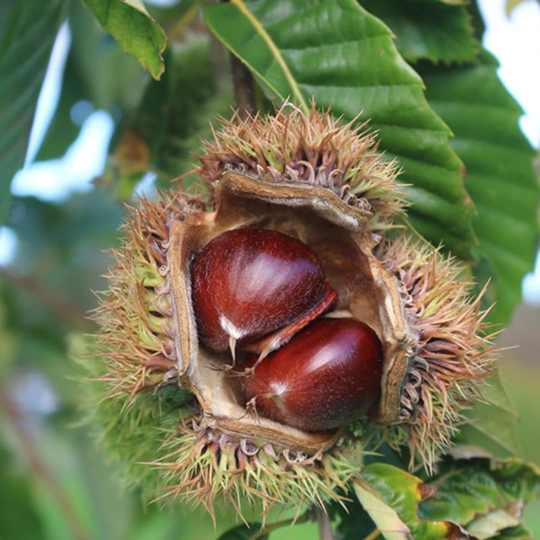 3 Years Old Chestnut Tree Live Plant, 2-3 Feet in 3 Gallon Well Rooted, Cold Hardy Chesnut Plant for Outdoor Spring Planting, No Ship to CA