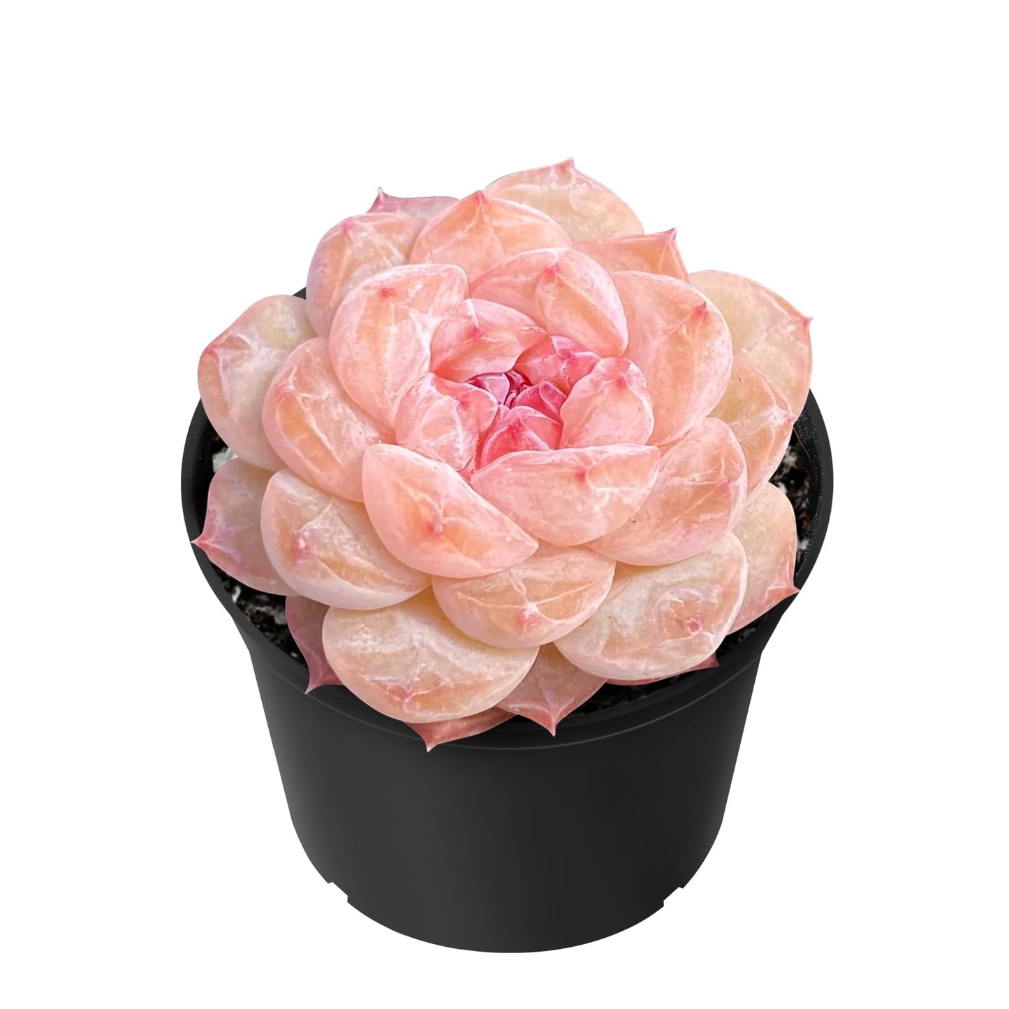 Sprout N Green Echeveria 'ICY Laui' Sugar Heart, Rare Live Succulent Fully Rooted in 2" Pot with Soil, Home Office Indoor Outdoor Wedding Decor DIY Projects Party Favor, Easy to Care, Pet Friendly