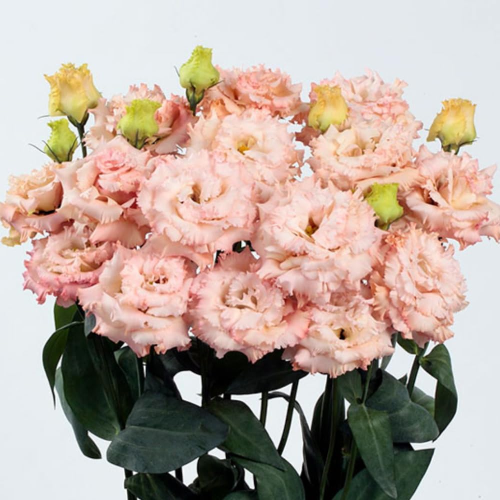 Combo 3 Eustoma Lisianthus Live Plants, Well-Rooted Starter Plug Size, Thornless Love Rose Plant Zones 8 to 10, Cold Hardy, 3 to 4 Inches in Tall, No Pot, Apricot