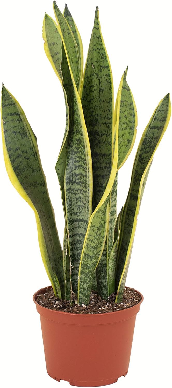 Shop Succulents Snake Plant, Live Indoor and Outdoor Sansevieria Laurentii Plant, Easy Care Tropical Houseplant in Nursery Pot, Air Purifying Plant in Soil, Housewarming, Home Décor, 1-2 Feet Tall