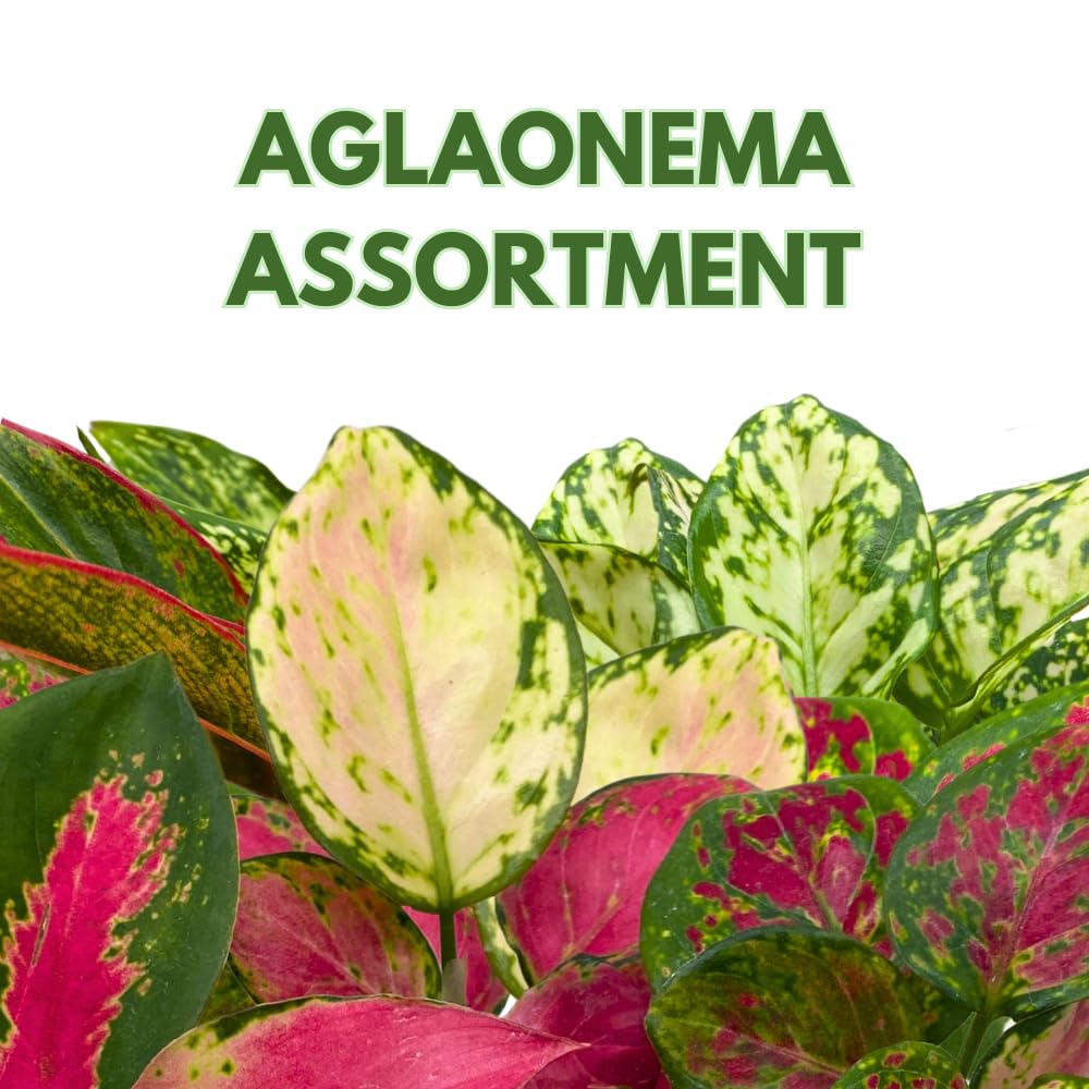 BubbleBlooms Aglaonema Assortment 2 inch Pots Set of 3 Chinese Evergreen
