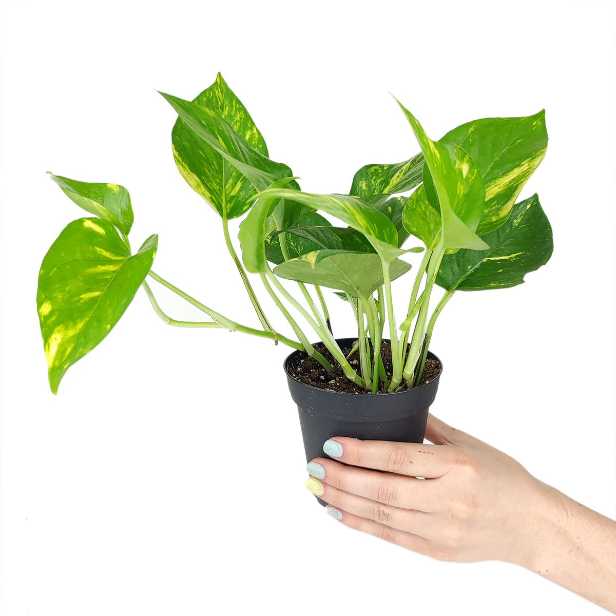 Golden Pothos (4" Grower Pot) - Trailing Air- Purifying, Easy to Grow Houseplant - Live Healthy Houseplant for Home Office Decoration