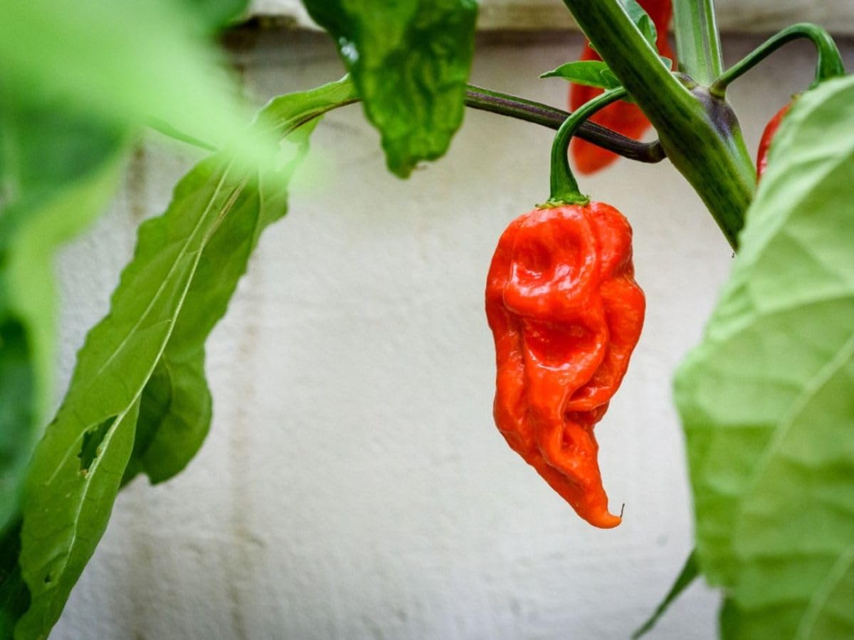 Indian Ghost Pepper Seeds for Planting, High-Heat Chili Seeds for Home Garden, Terrace Planters, Balcony, and Outdoor Cultivation (Pack of 50)