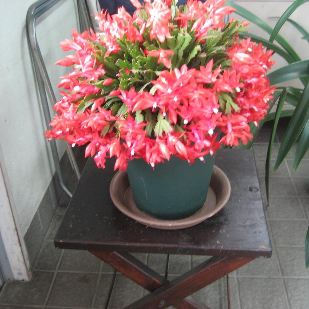 2 Mix Christmas Cactus Plants Live, Live Christmas Cactus Plant, 4 Inc Potted