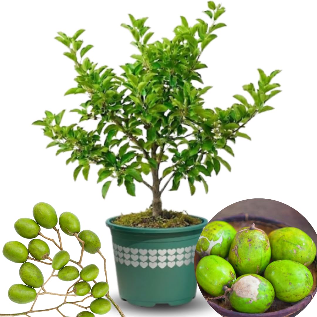 Thai June Plum Tree Live Plant in 3 Gallon Pot, 2-3 Years Old Well-Rooted, Ready to Transplant Outdoor, Fast-Growing