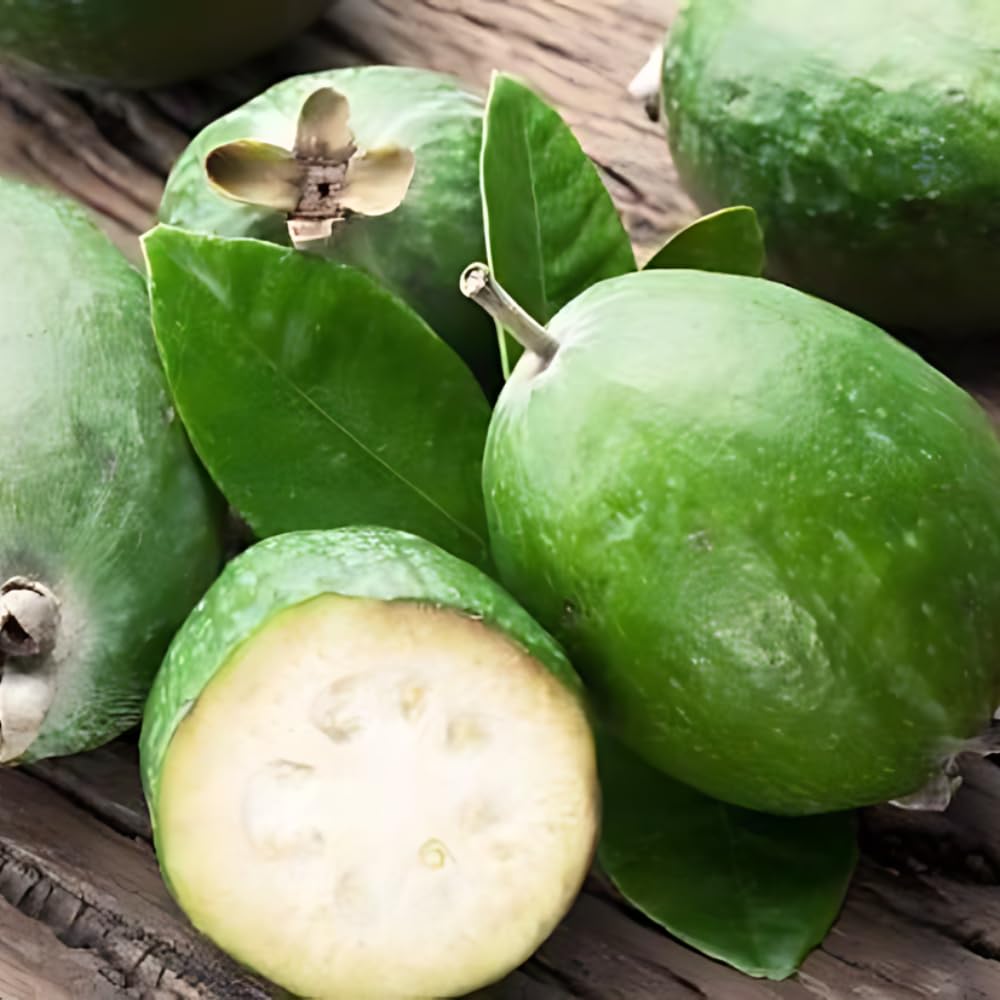 Set of 2 Guava Tree Live Plant, Guava Plant Live from 4 to 6 Inches in Height, Sweet Fruit for Outdoor Planting (Pineapple)