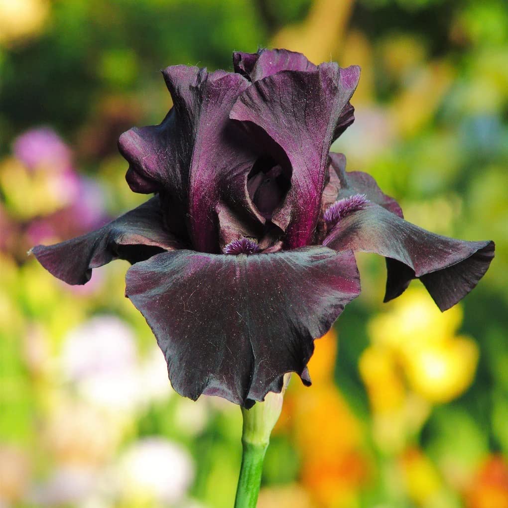 Votaniki Superstition Bearded Iris Bulbs - Perennial Iris Flowering Bulbs for Eye Catching Display | Fast Growing & Low Maintenance Iris for Any Garden (2 Pack)