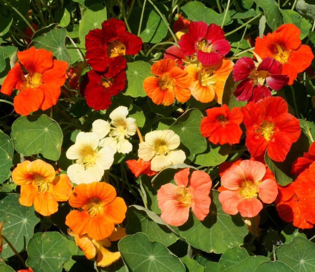Tom Thumb Nasturtium Seeds - Great Ground Cover