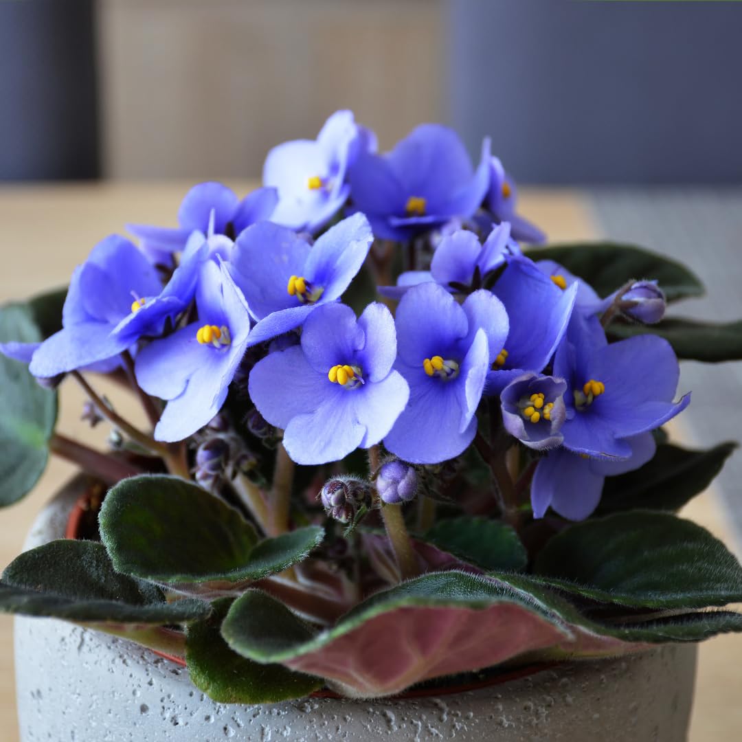 Light Blue African Violet Live Plant, 4 Inch Pot African Violets Live Plants, Violets Flowers Houseplants, Perennial Flowering Violet Plant Indoor Garden