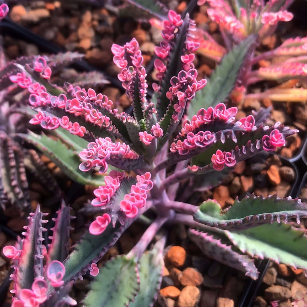 Kalanchoe Pink Butterfly, Pink Kalanchoe Plant Live in 2 Inches Pot, Mother of Thousands Variegated Succulent Live Houseplant