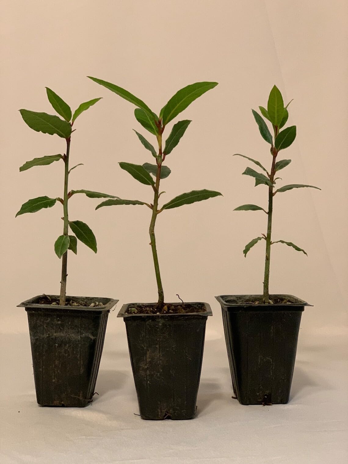 Live Plant - 3 Bay Leaf Trees - 3-6" Tall Live Plants - Sweet Bay Laurel - Laurus nobilis