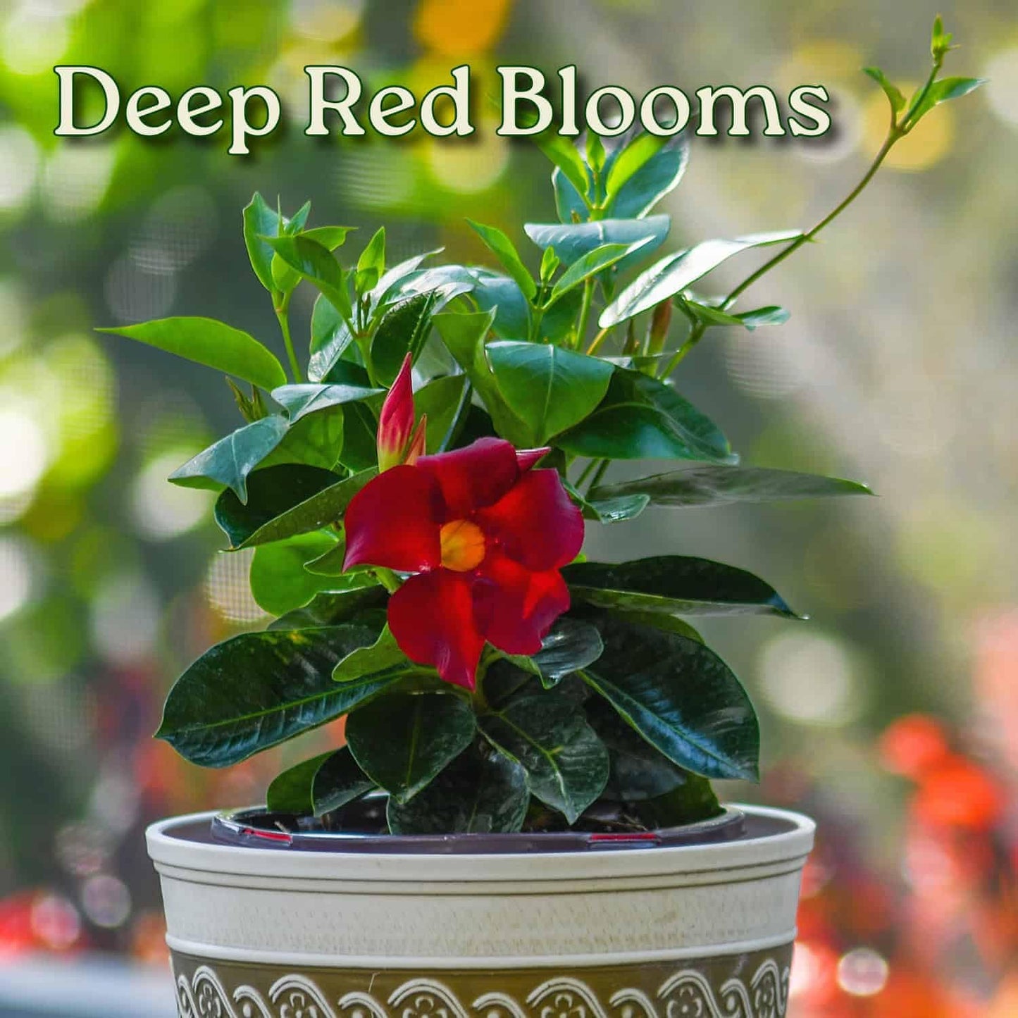 Live Dipladenia Mandevilla Plant - Red Dipladenia Bush - 14 inch Overall Height - 6 inch Planter Pot (1 Gallon) - Tropical Plants of Florida