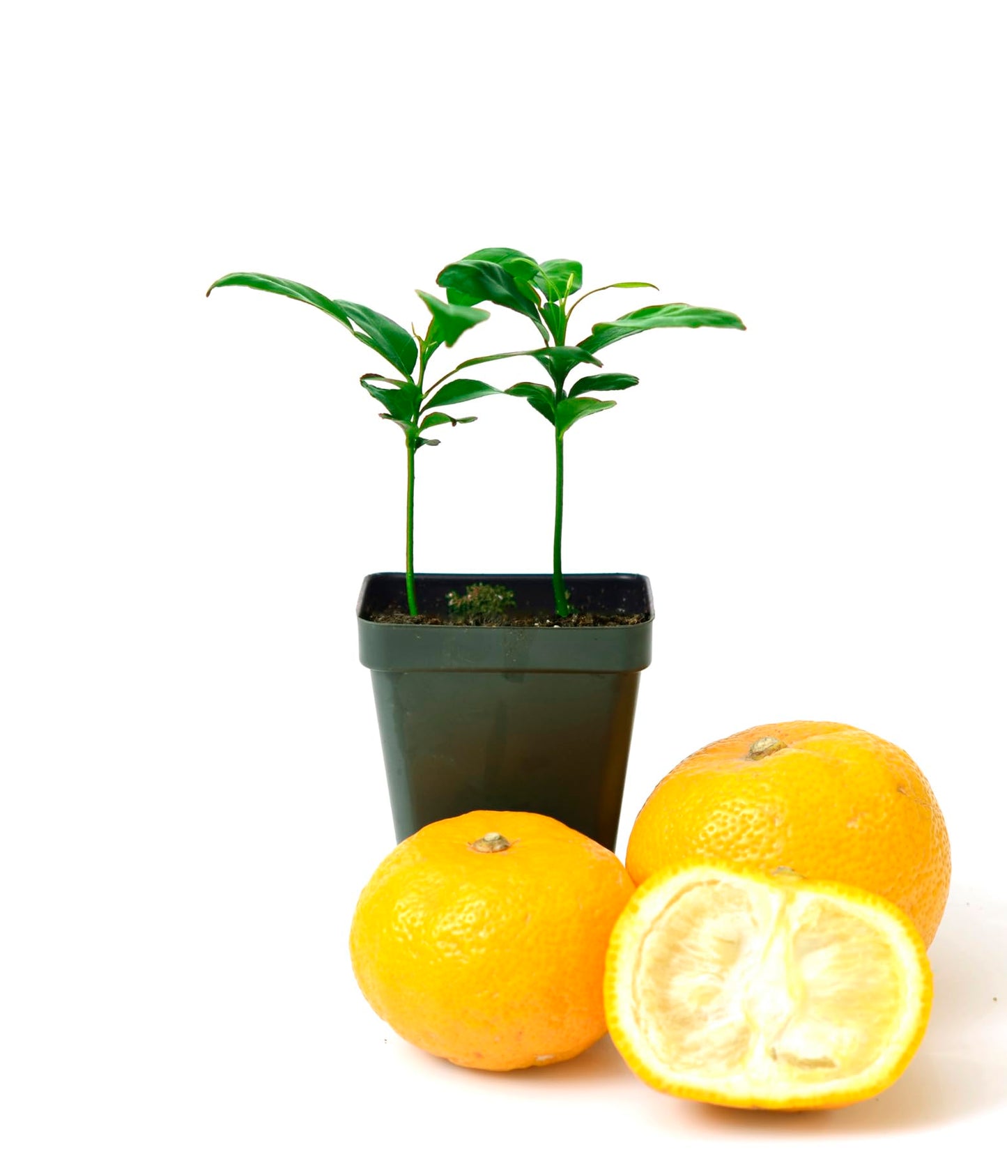 Yuzu Citrus Tree - Pot of 2 Starter Plants. Citrus Junos. 3" - 5"
