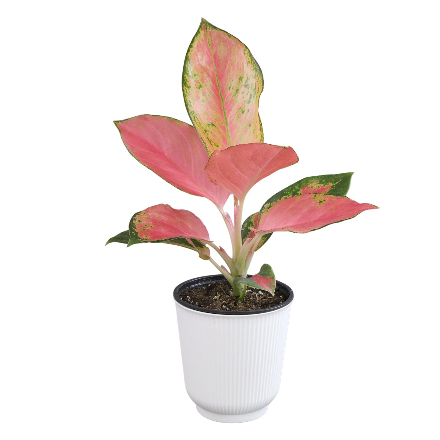 Altman Plants Chinese Evergreen Live Plant Decor, Aglaonema 'China Red' with 4 Inch White Plastic Plant Pot, Easy to Grow Desk Plant, Easy Plant Gift, Decorative Indoor Plant Grown in Potting Soil Mix